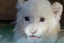 Berbtia célèbre une naissance exceptionnelle de lionceaux blancs 2 lionceaux blancs