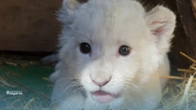Berbtia célèbre une naissance exceptionnelle de lionceaux blancs 7 lionceaux blancs
