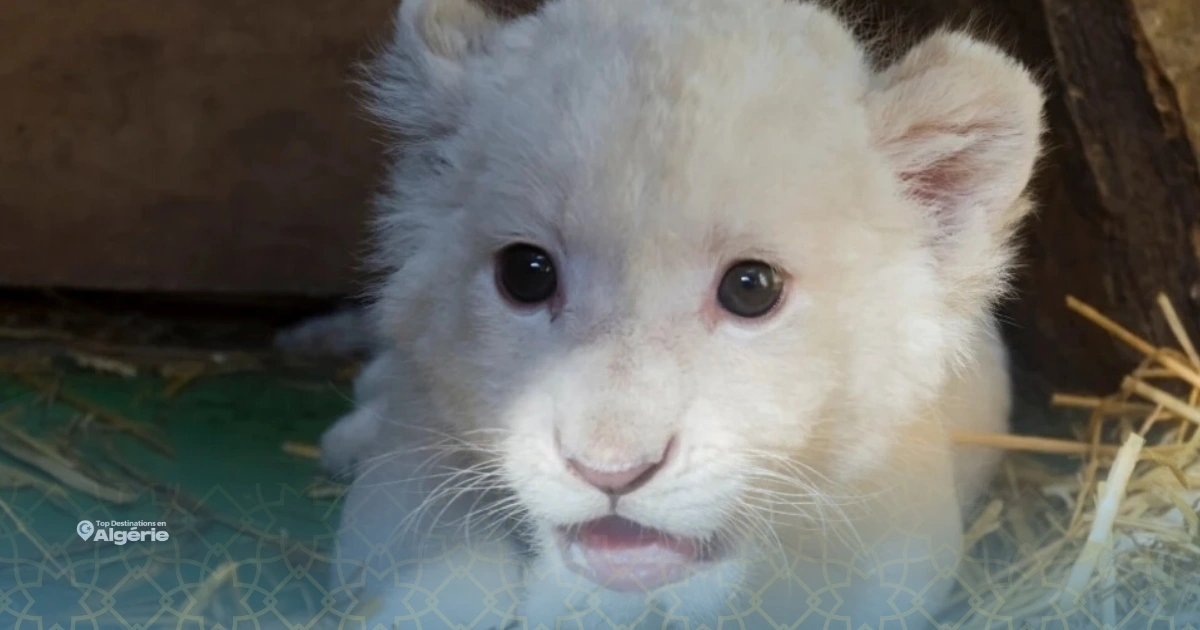lionceaux blancs