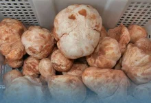 La truffe blanche : un joyau du désert algérien prisé dans les cuisines étoilées françaises 5 truffe blanche