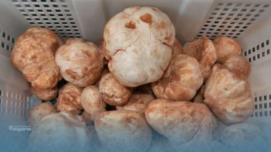 La truffe blanche : un joyau du désert algérien prisé dans les cuisines étoilées françaises 17 truffe blanche