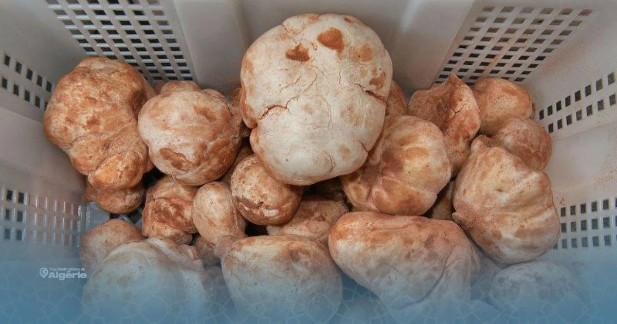 truffe blanche