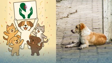 #StopGaloufa : L’Algérie met fin aux abattages sauvages 18 Galoufa