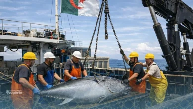 L’Algérie inaugure une nouvelle ère pour la filière du thon rouge 18 thon rouge