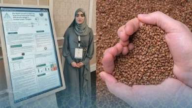 Les noyaux d’olive : une invention algérienne promet de révolutionner l’isolation thermique des bâtiments 18 noyaux d’olive