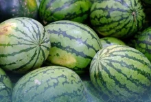 Pastèque