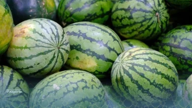 Pastèque