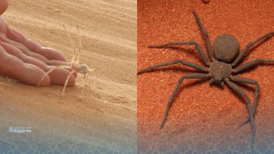 Université de Ghardaïa : huit nouvelles espèces d’araignées découvertes dans le Sahara algérien 21 Université de Ghardaïa