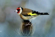 chardonneret